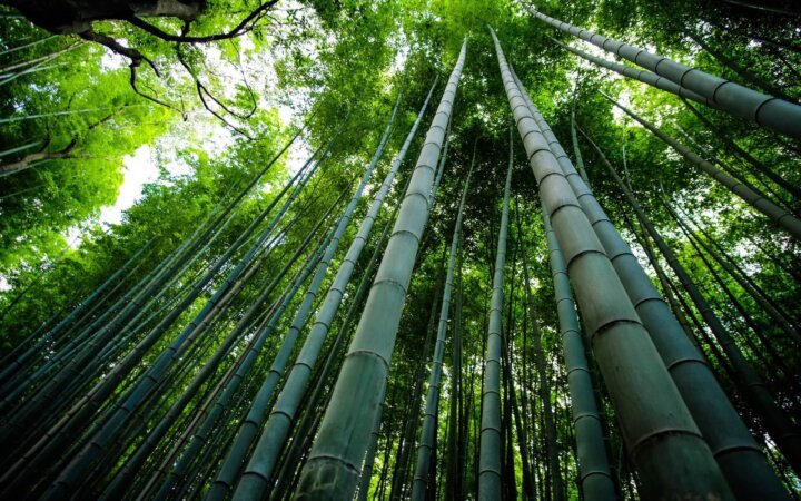 BambooBanner